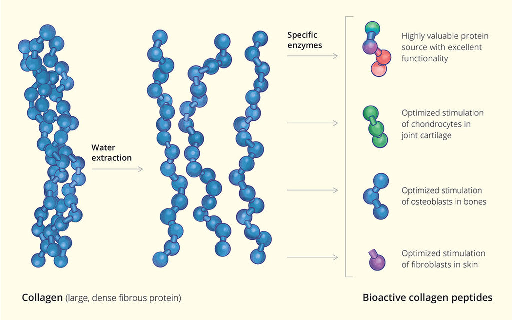How do collagen peptides work?