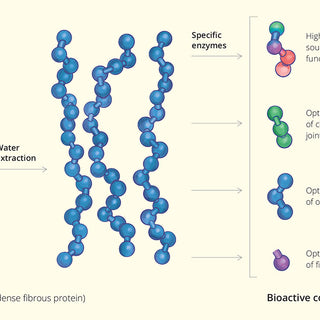 How do collagen peptides work?